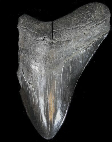Partial, Serrated Megalodon Tooth - Georgia #41575